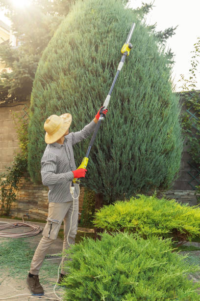 Best Stump Grinding Near Me  in Barberton, WA